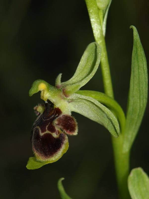 Ophrys conradiae - (1 parte)